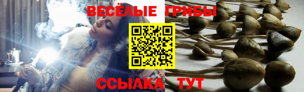 купить наркоту  Псилоцибиновые грибы Psilocybine cubensis  Вход с VPN  Псилоцибиновые грибы GOLDEN TEACHER  Балтийск 
